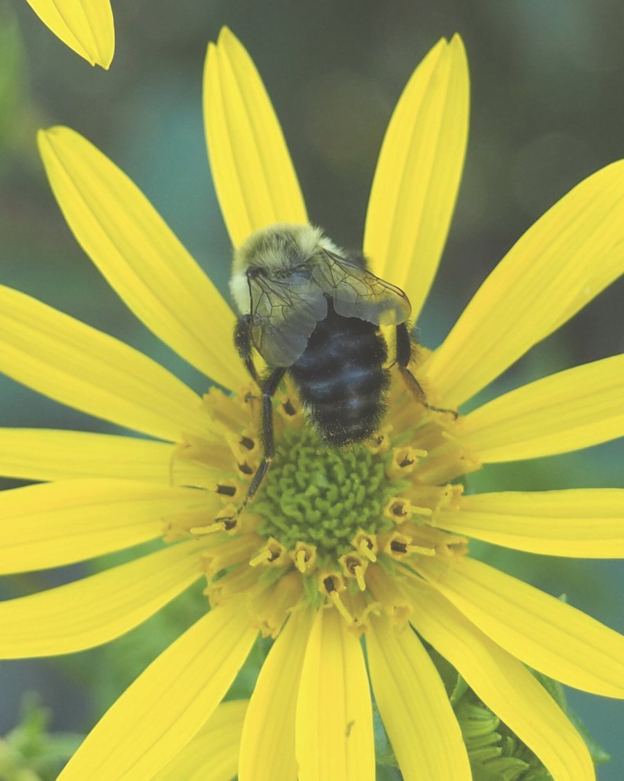 A bumblebee on a bright yellow prairie flower