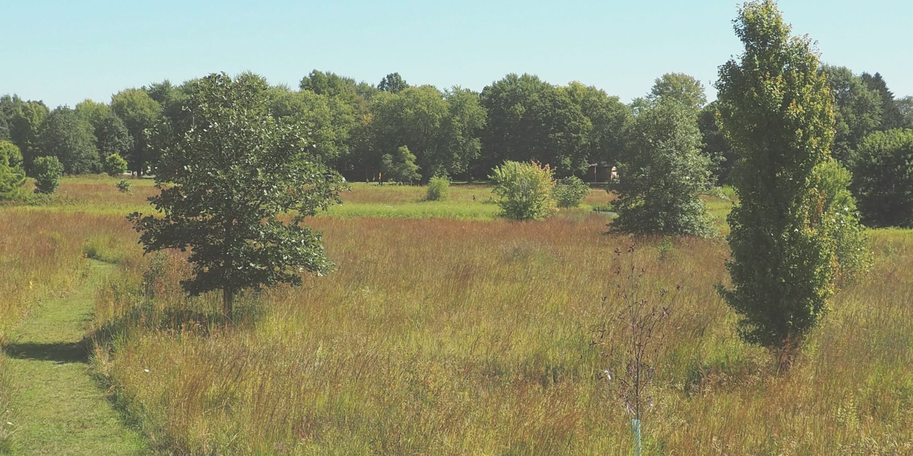 The open prairie at Beckenholdt Park in Greenfield, Indiana — golden grass and a line of green trees under a clear sky