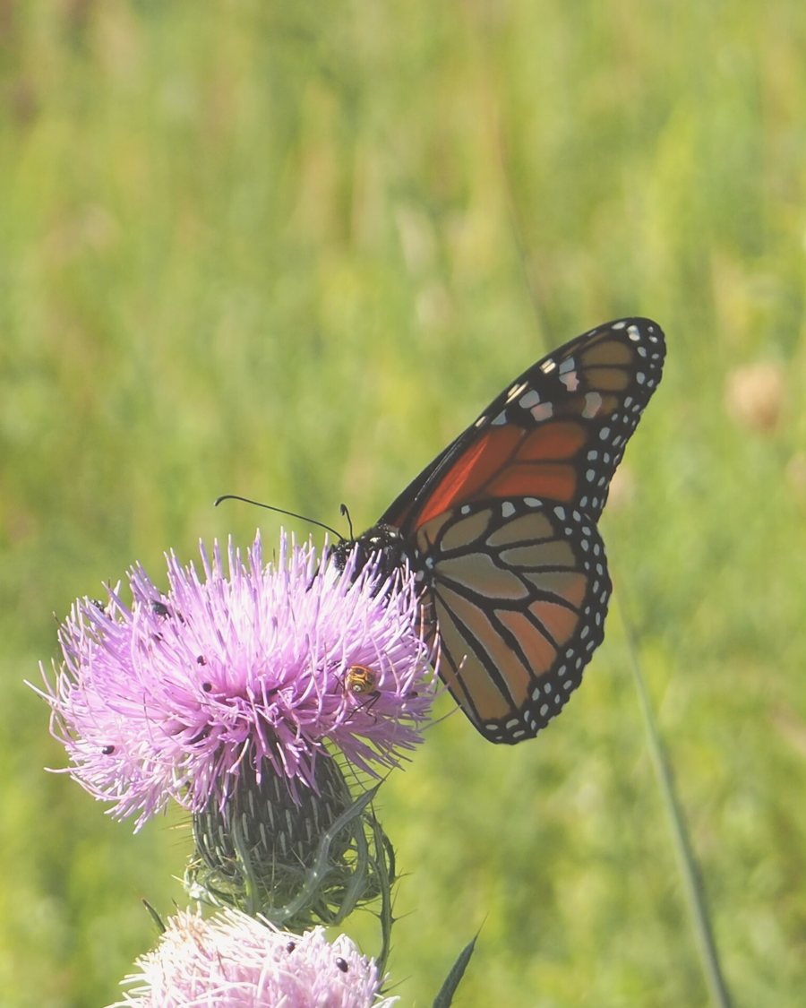 A monarch butterfly feeding on a lilac thistle bloom in the park prairie