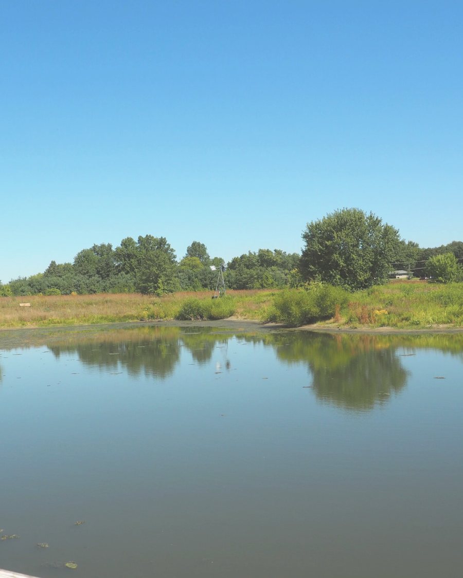 The still pond at Beckenholdt Park reflecting trees and the old windmill